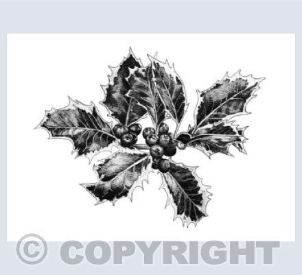 Holly Tree 1