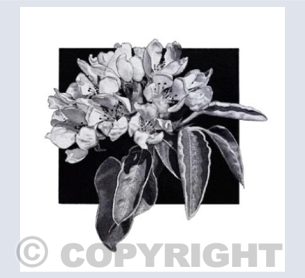 Apple Tree Flowers