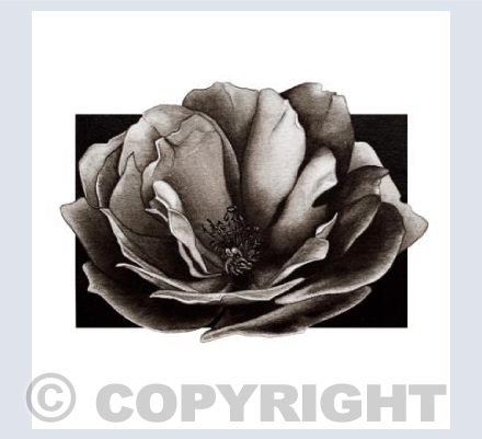 Wild Rose