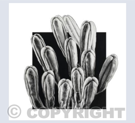 Agave Buds