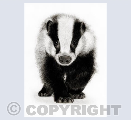 Baby Badger