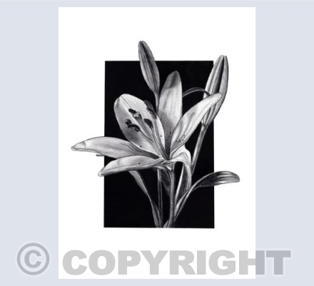 Lily