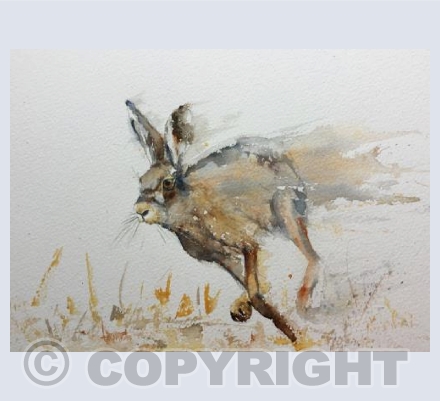 Hare Running