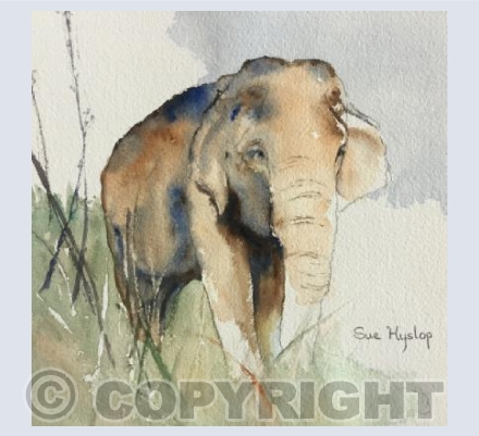 Nepali Elephant