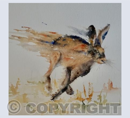 Hare in a hurry