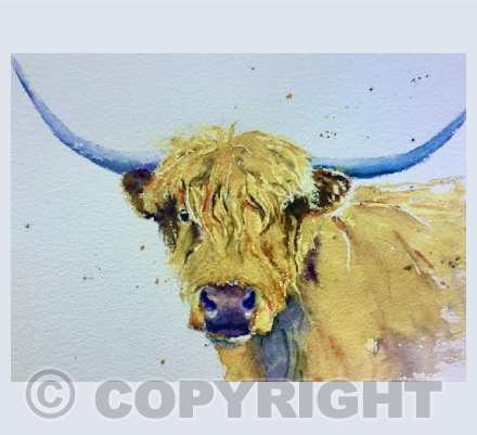 Highland Cow 
