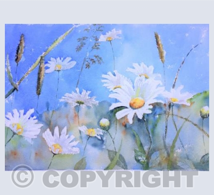 Wild daisies