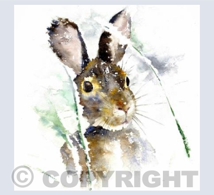 Snowy hare