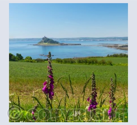 Foxgloves & The Mount