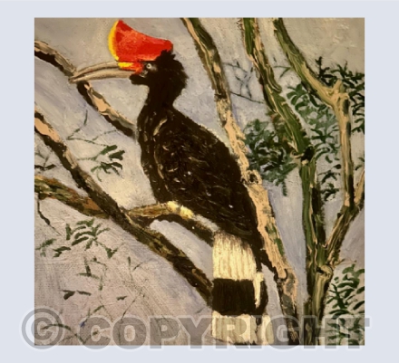 Female Rhinoceros Hornbill by the Kinabatagan River, Sabah.