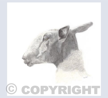 Bluefaced Leicester ewe, Ceiriog Valley