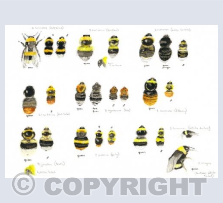 Bumble Bees of the Ceiriog Valley