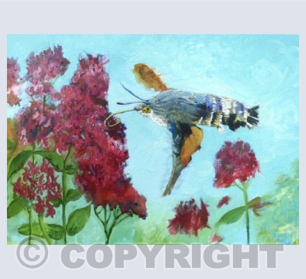 Hummingbird Hawk Moth on the Valerian blossom