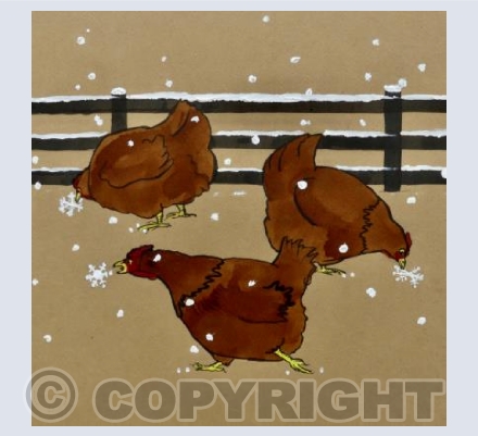 3 Welsh Hens
