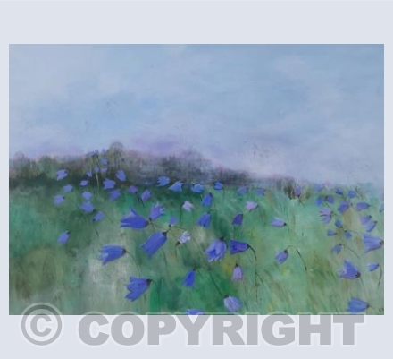 One summer morning on Y Foel, 