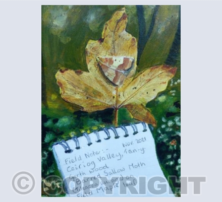 Autumn and a  "Barred Sallow' moth on Field Maple