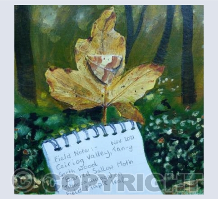 Autumn:  A Barred Sallow moth on Field Maple