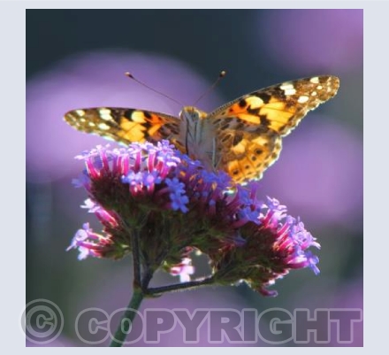 Painted lady butterfly