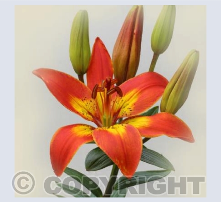 Lily Flower