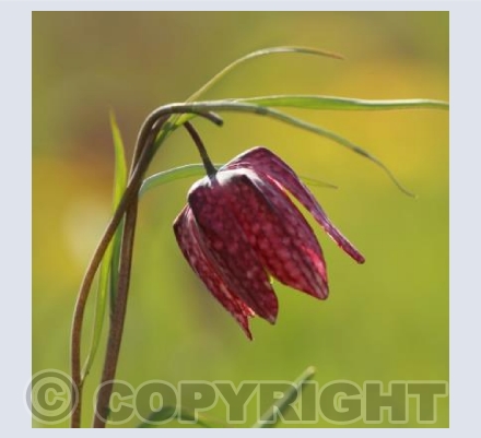 Snakeshead Fritillary