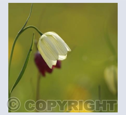 Snakeshead fritillaries