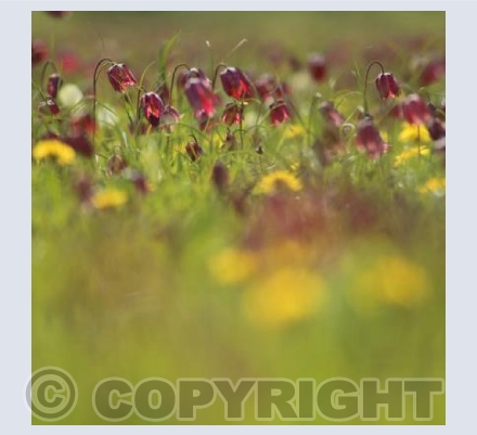 Spring meadow