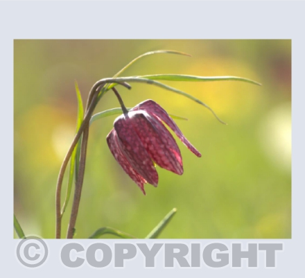 Snake's head fritillary (Fritillaria meleagris)
