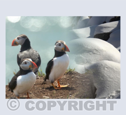Atlantic puffins