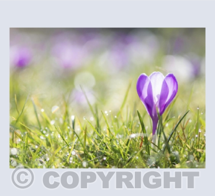 Purple magic, Spring crocus