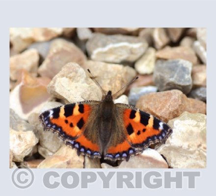 Small tortoiseshell butterfly (Aglais urticae)