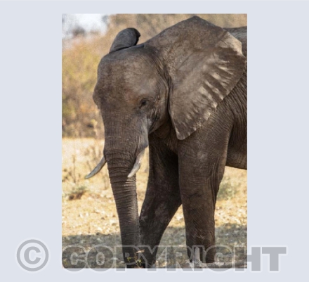 African elephant, Zimbabwe
