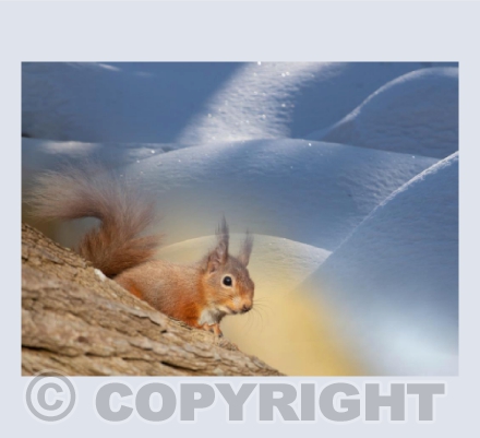 Red squirrel and the snow