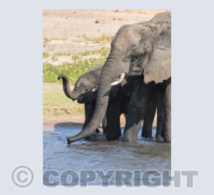 African elephants, Zimbabwe