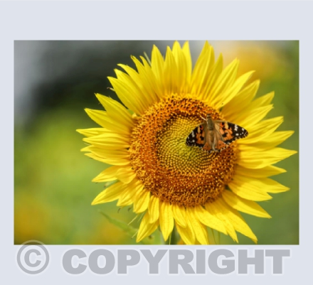 Painted lady butterfly and the sunflower