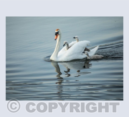 Family of Mute Swans