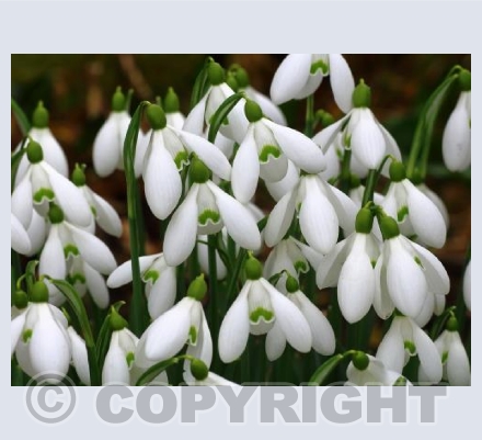 Snowdrops