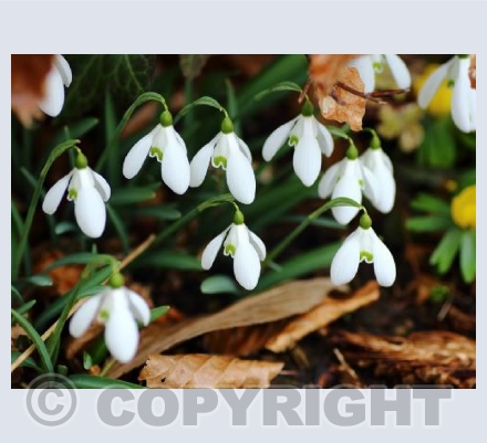 Snowdrops in the woods