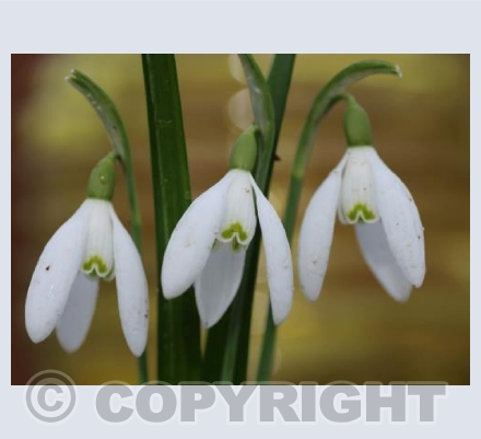 Three snowdrops