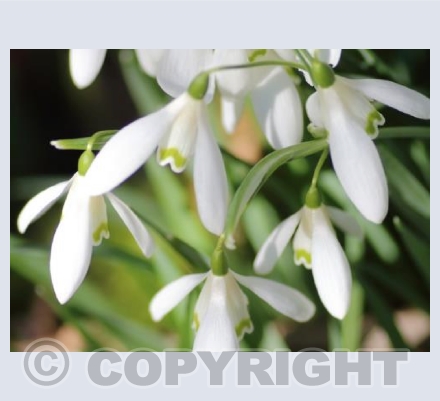 Snowdrops