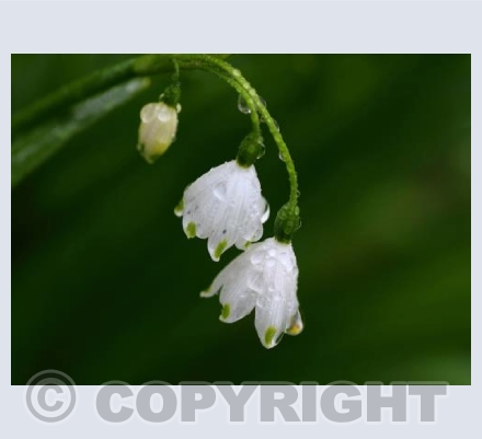 Dew drops