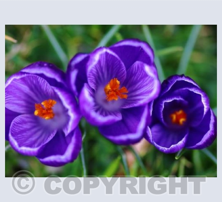 Purple delight