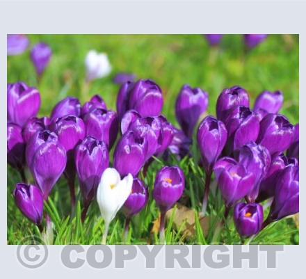 Crocuses