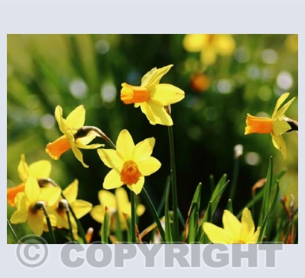Spring