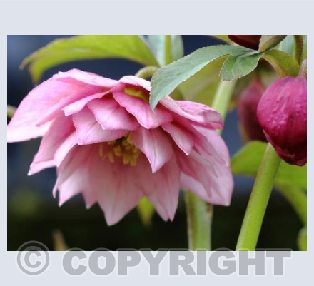Pink Hellebore