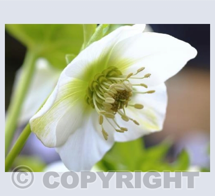 White Hellebore