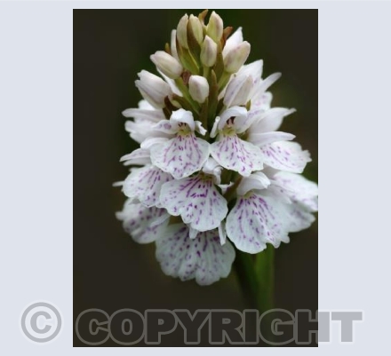 Common Spotted Orchid