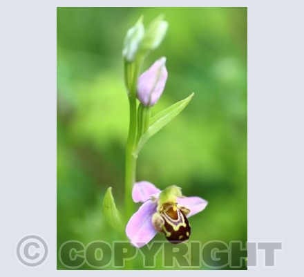 Bee Orchid