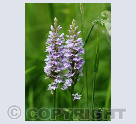 Common Spotted Orchids