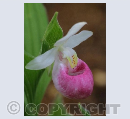 Pink Slipper Orchid Flower