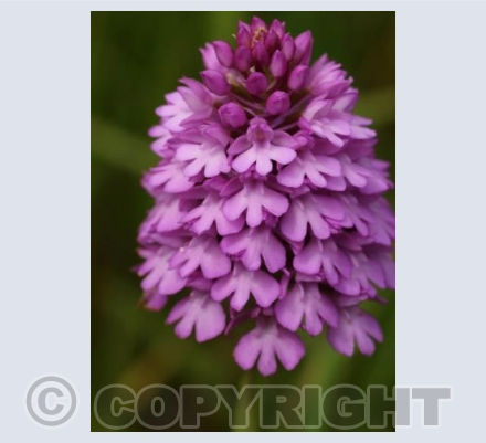 Pyramidal Orchid 